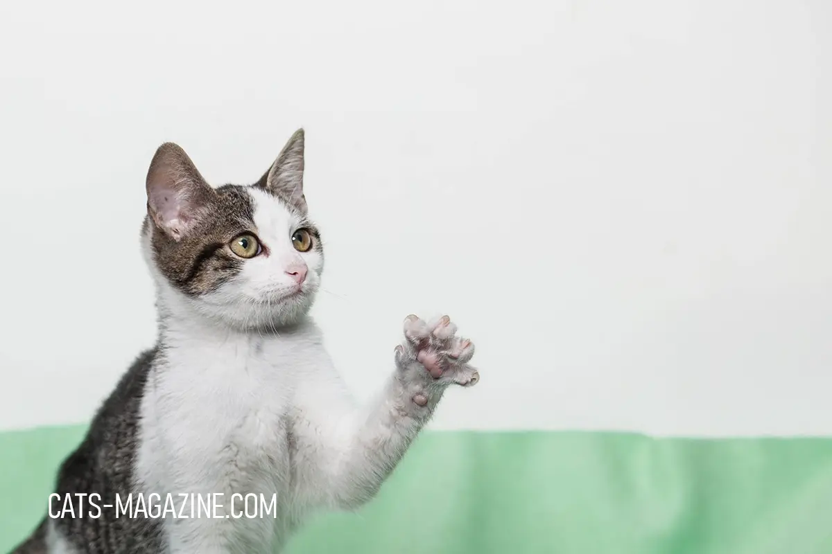 Alert cat with raised paw against a light background, capturing the intelligent curiosity that makes cats great companions.