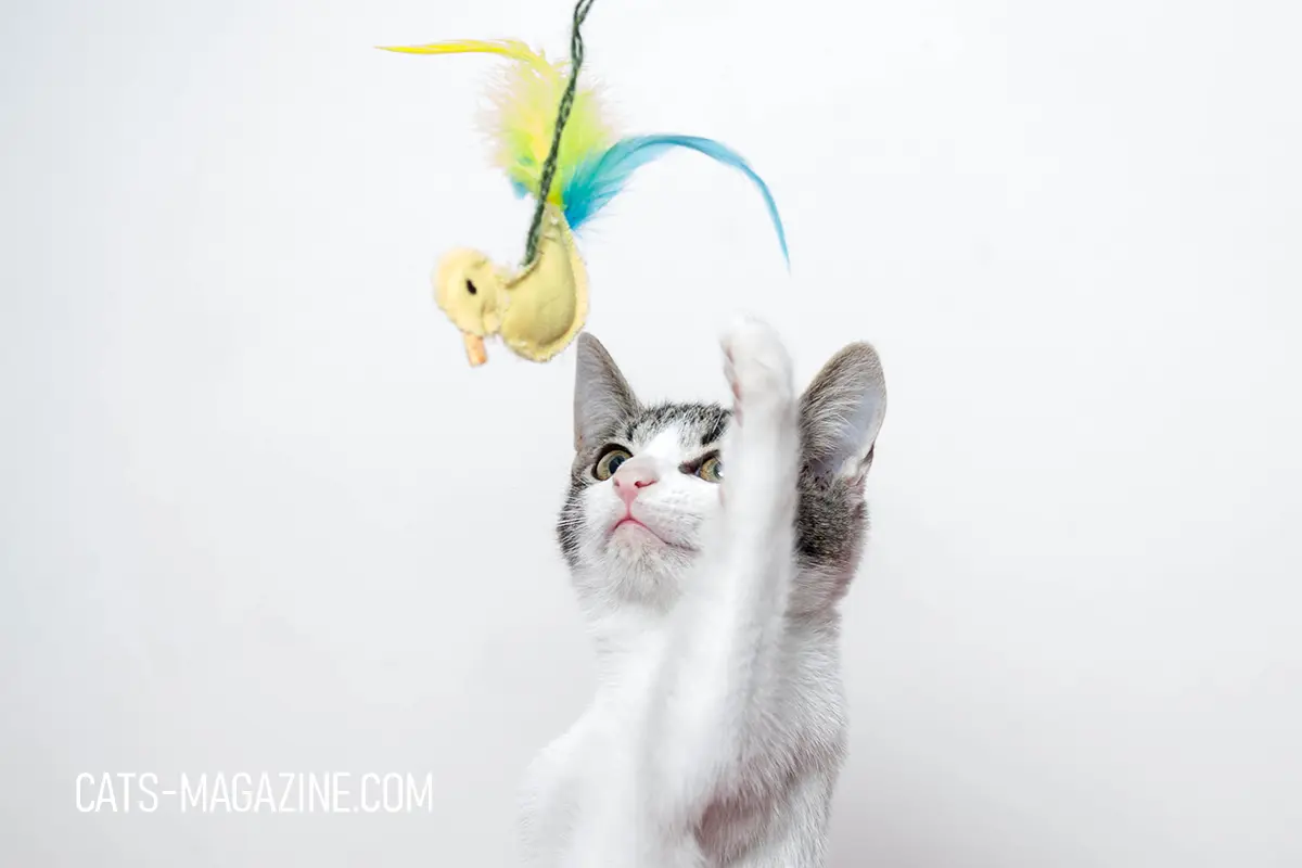 Young cat playing with a feather toy, showing how playful energy keeps cat owners entertained every day.