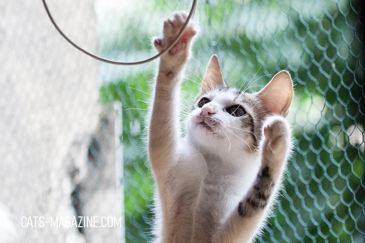 Playful kitten reaching up to touch a hanging wire — curiosity and play are among the best reasons to get a cat.