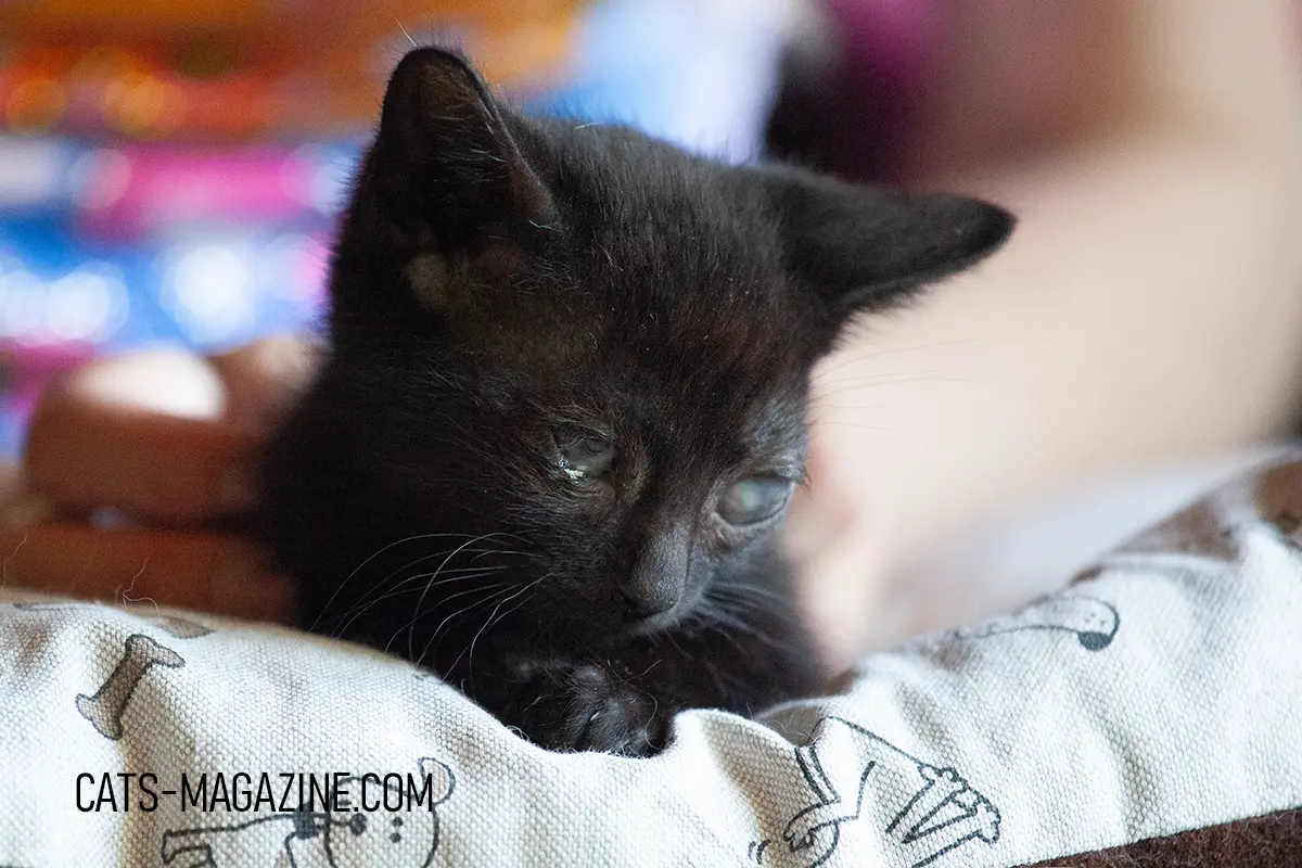 Black rescue kitten from SOS Cat Croatia affected by feline herpes virus, resting while receiving ongoing care.