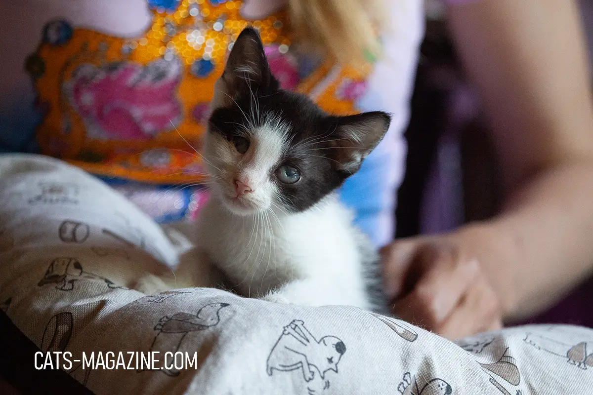 Young black-and-white rescue kitten from SOS Cat Croatia being gently supported during recovery.