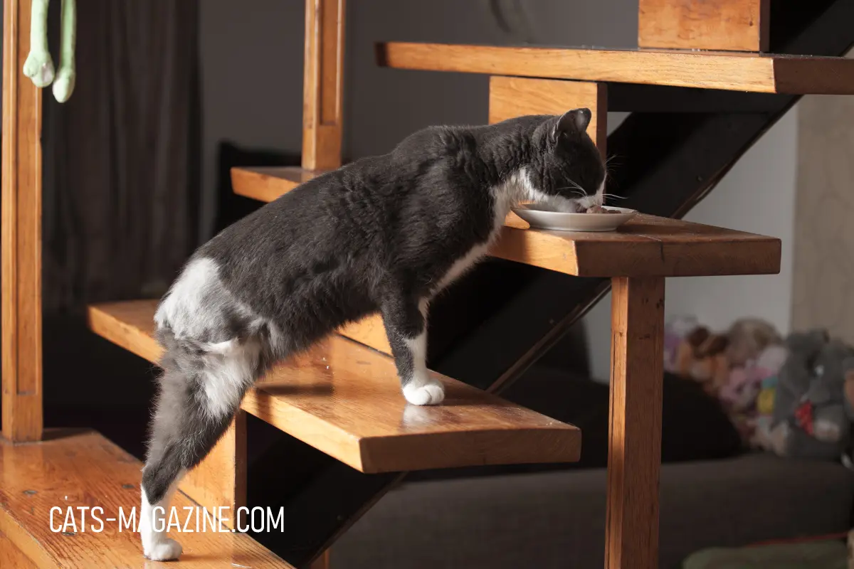 Rescue cat from SOS Cat Croatia eating from a bowl indoors, learning to feel safe after life on the street.
