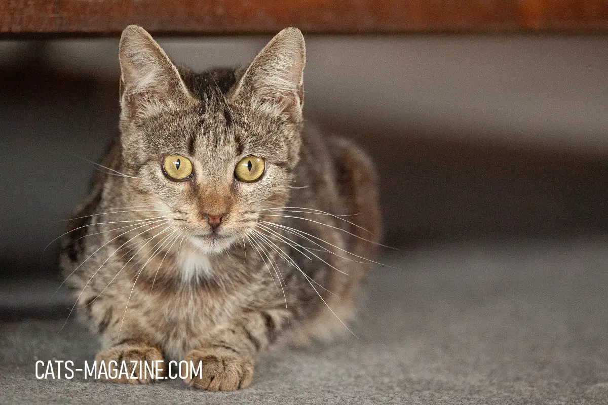 Rescued adult cat from SOS Cat Croatia looking directly at the camera, alert and calm after rehabilitation.