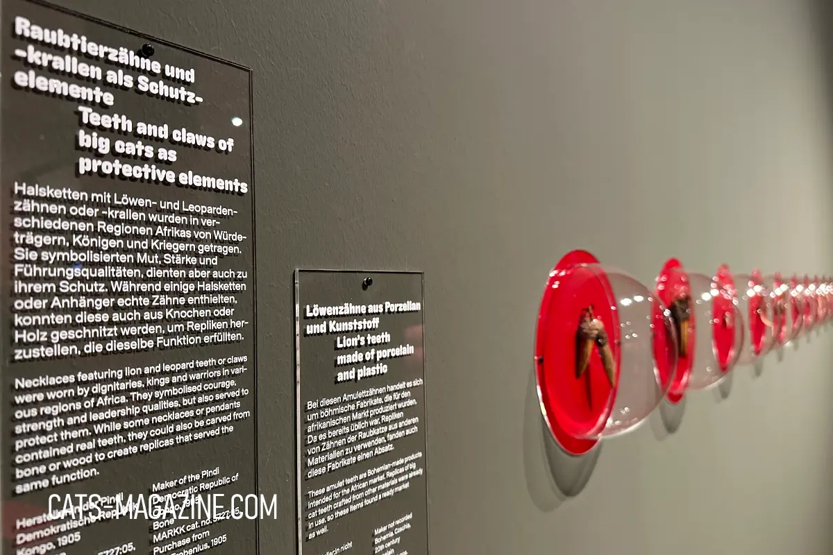 Close-up of museum labels about lion and leopard teeth and claws as protective elements, with a row of red-mounted tooth replicas at MARKK Hamburg.