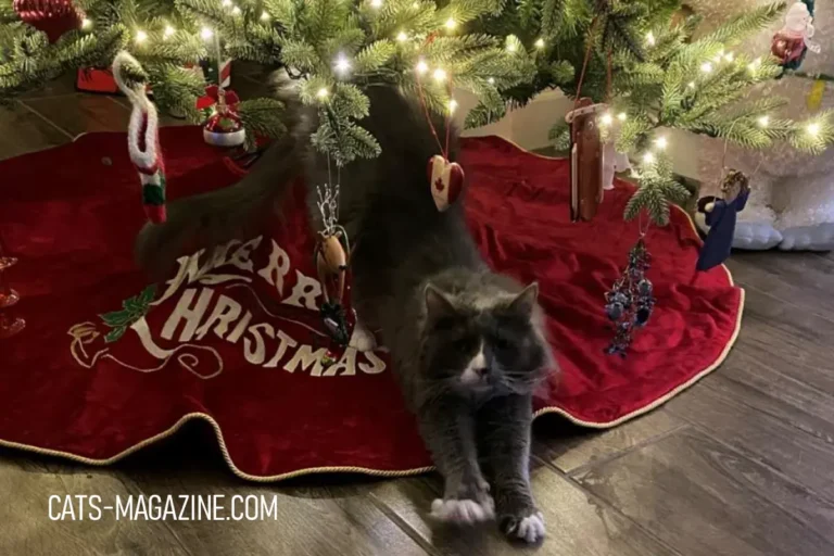 Gray cat stretching beneath a decorated Christmas tree, surrounded by glowing lights and ornaments, just after inspecting the holiday setup.