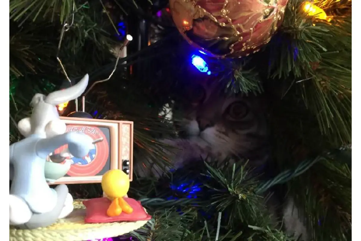 Cat peeking through the branches of a decorated Christmas tree, watching a Bugs Bunny and Tweety ornament with wide, curious eyes.