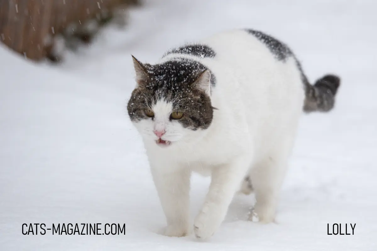 Senior cat with snow on his fur walking through a snowy garden in winter.