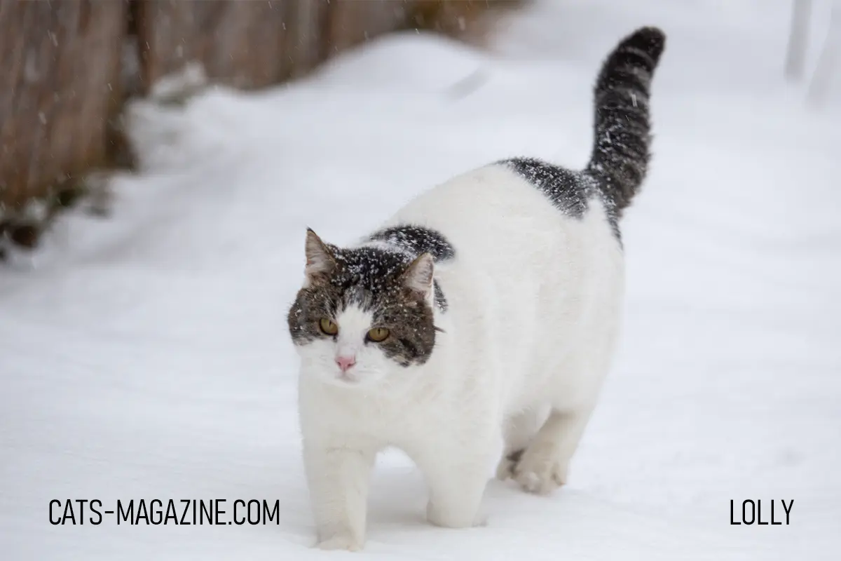 Tabby and white senior cat walking in snow with tail raised, supervised outdoor winter walk.