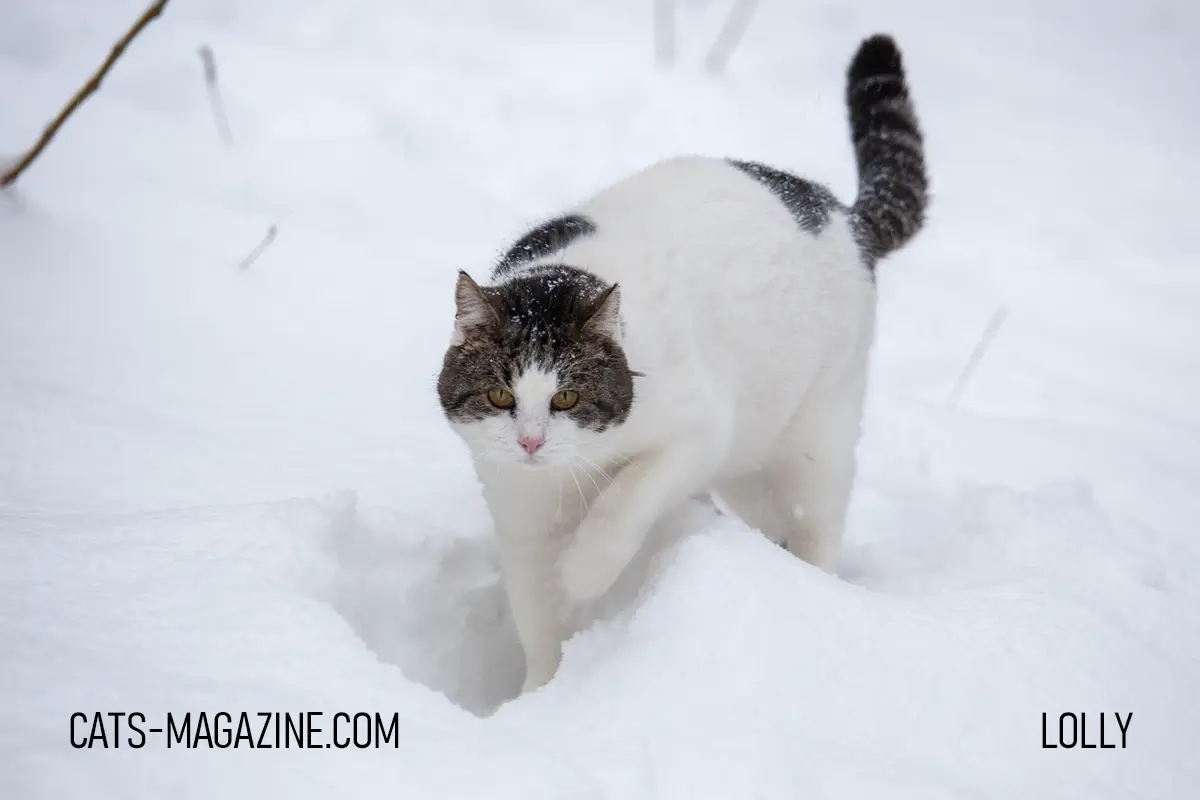 Older cat standing in snow during winter, staying close to home and human.