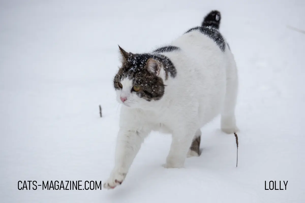 Senior stray cat walking through snow in a garden during winter, supervised outdoor time.