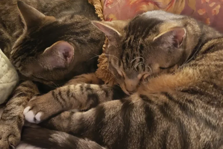 Two tabby cats sleeping side by side, curled together with their paws touching in a calm, intimate moment.