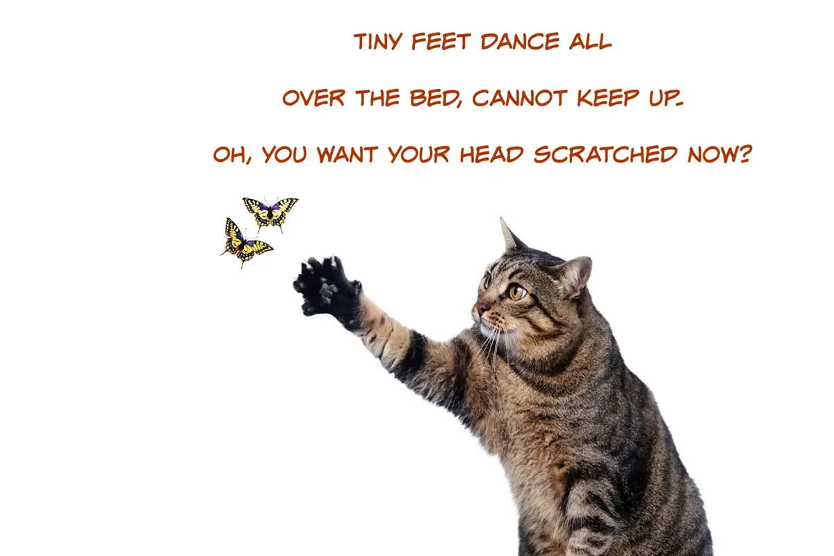 Tabby cat reaching out with one paw toward butterflies, paired with a handwritten haiku about playful kitten energy by Elizabeth Cassidy.