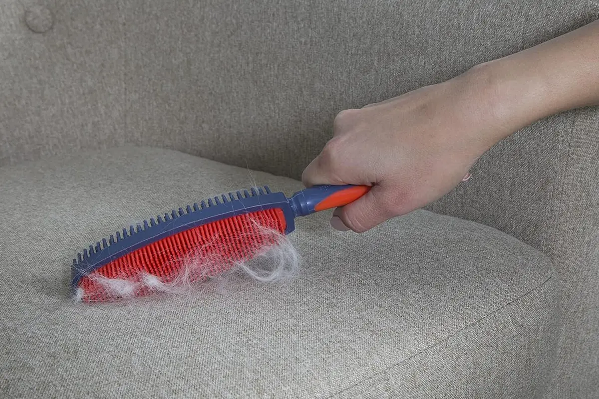 Rubber pet hair brush removing cat hair from fabric sofa