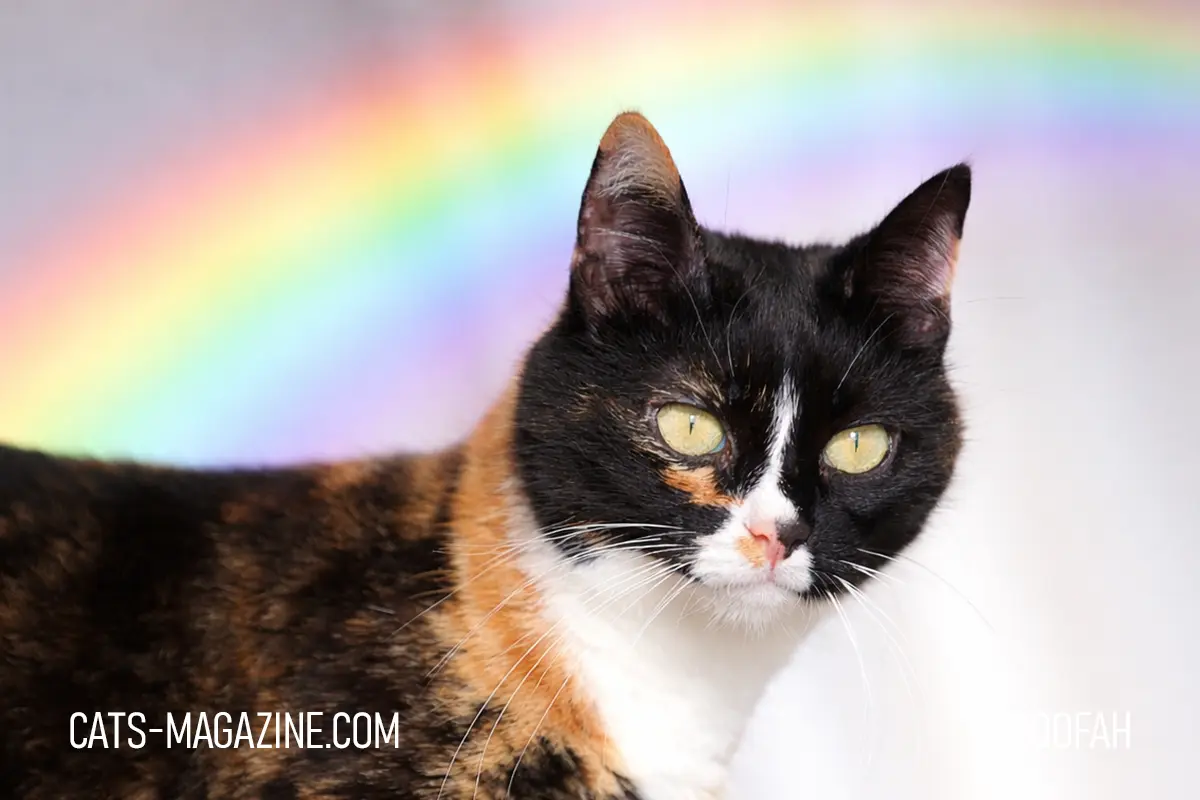 Poofah the cat photographed with a soft rainbow background, remembered with love