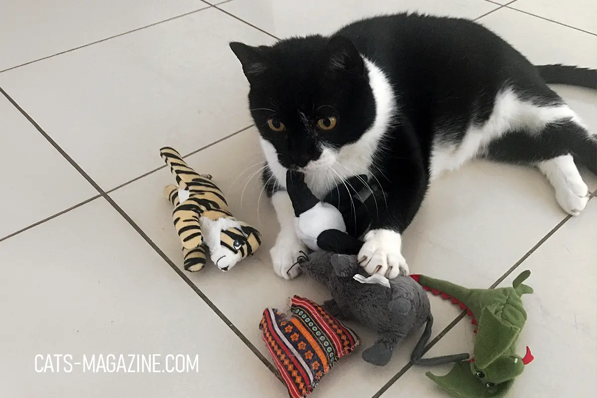 Boomby, a black and white stray cat resting with toys on the floor