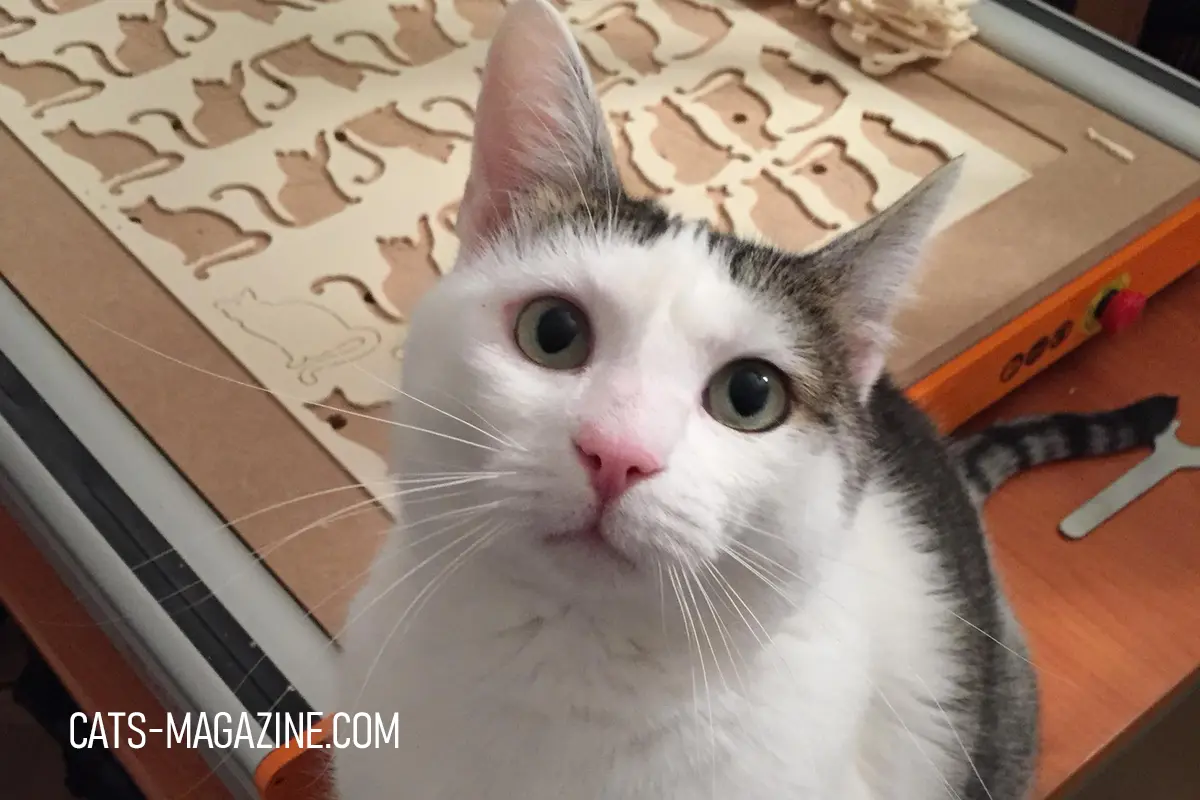 Cat sitting next to CNC machine with wooden cat designs