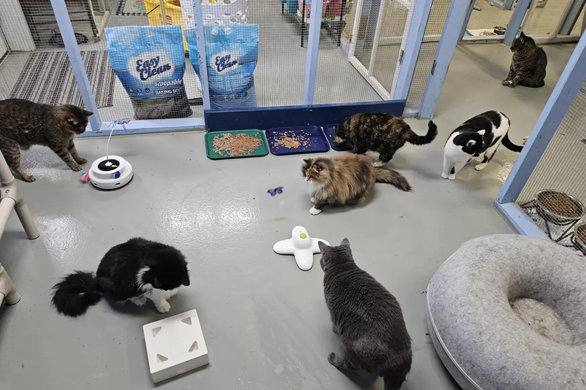 Group of cats playing with enrichment toys and puzzle feeders in a cage-free special needs cat sanctuary.