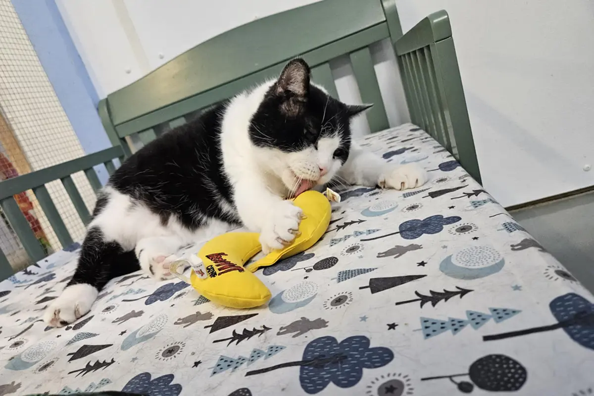Black and white cat named Spot playing with a yellow catnip banana toy on a bed inside a sanctuary.