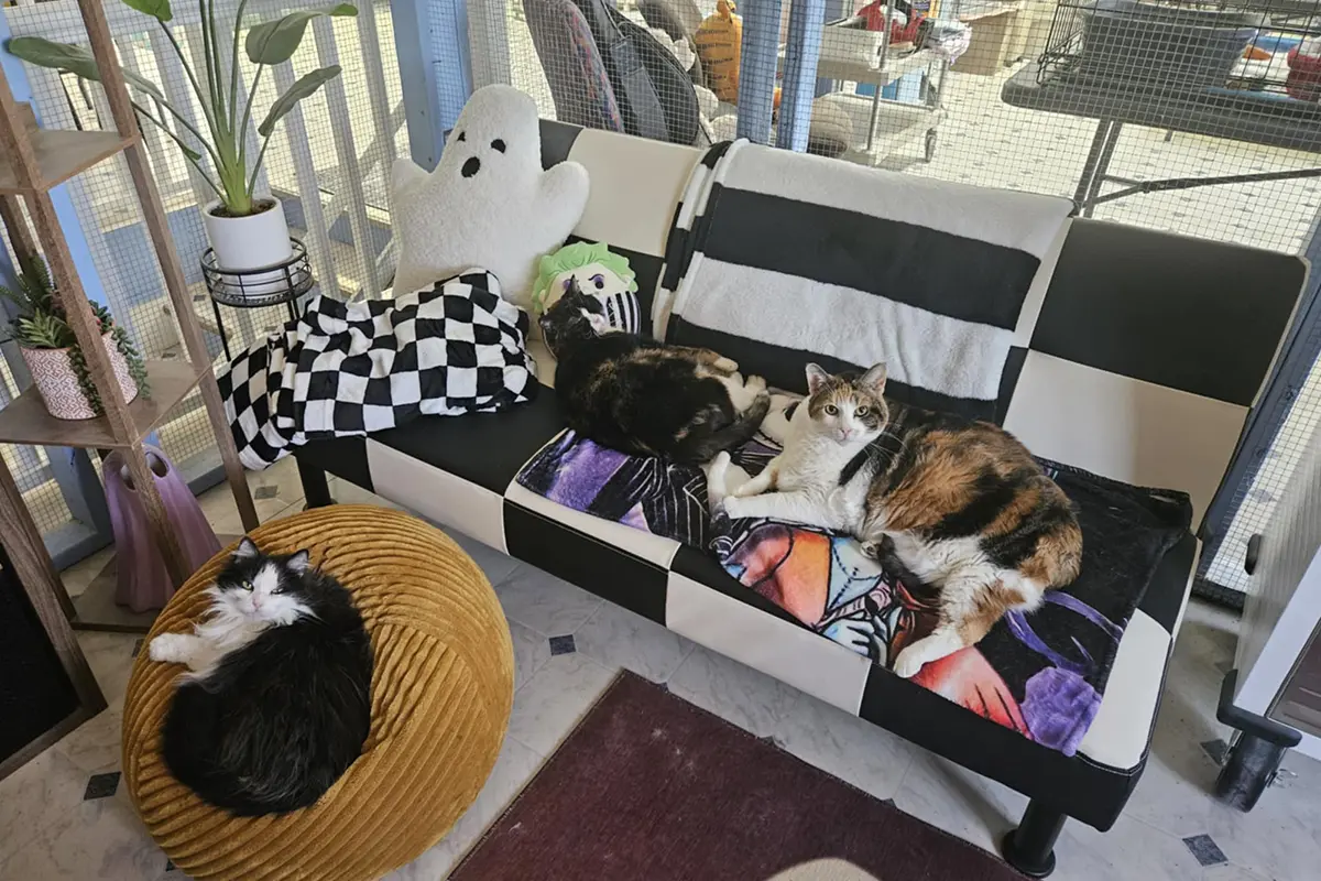 Cats resting on couches and beds in a cozy communal room at a special needs cat sanctuary.