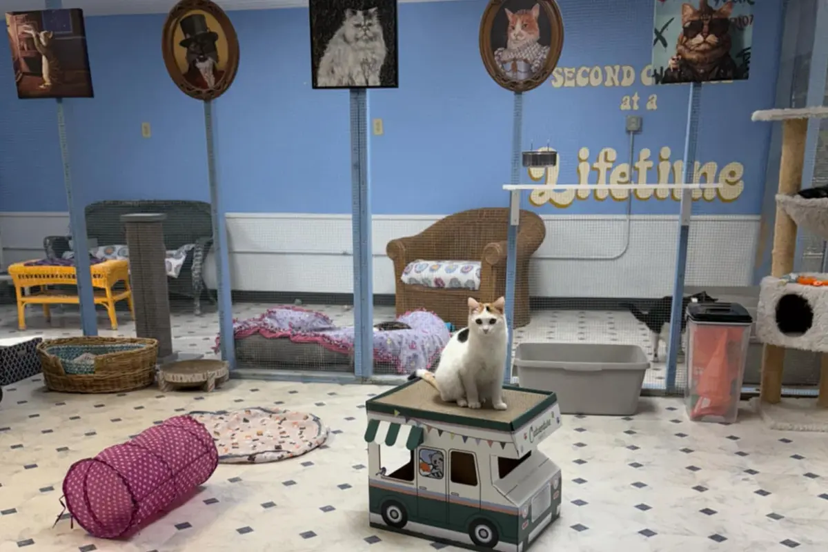 Wide interior view of a cage-free special needs cat sanctuary with beds, climbing structures, and calm cats.