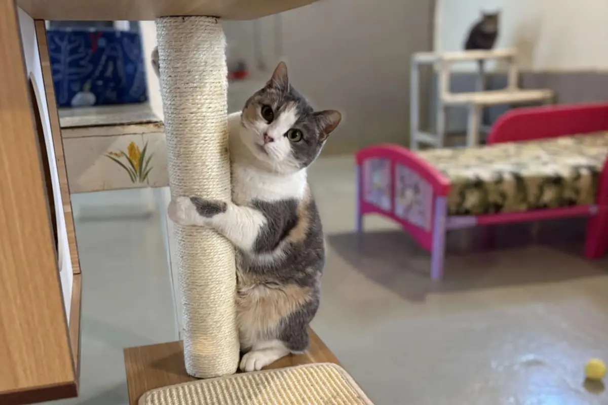 Resident cat holding a scratching post inside a cage-free special needs cat sanctuary, alert and comfortable in a shared living space.