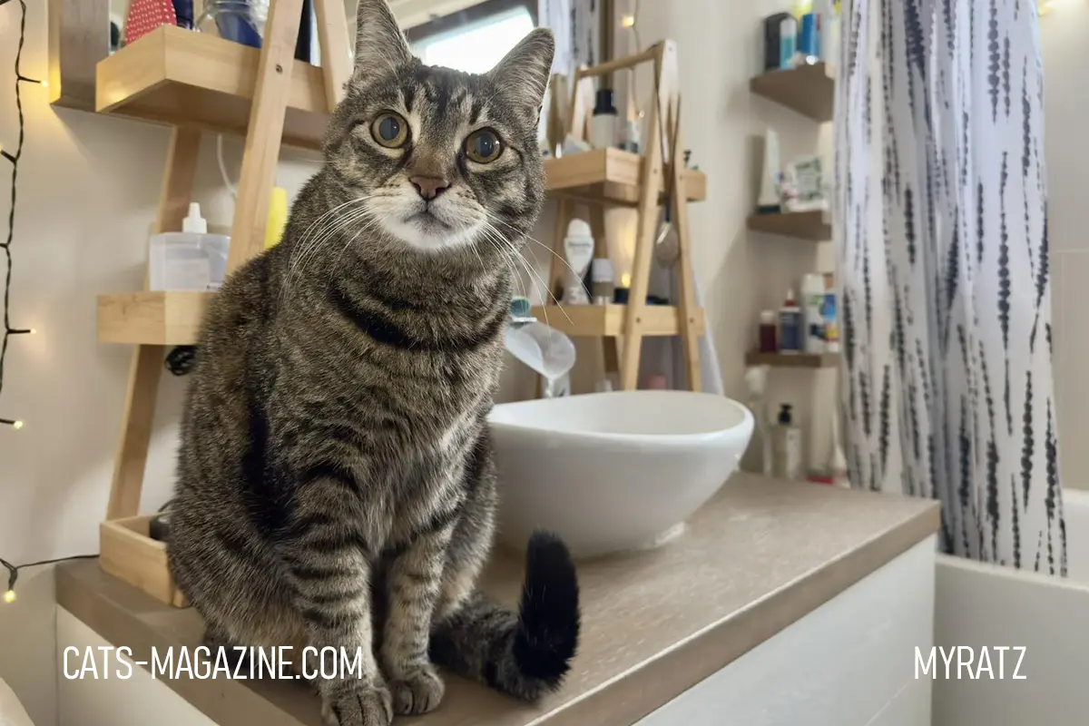 Myratz the cat sitting calmly in a bathroom, appearing relaxed and emotionally stable in a familiar environment