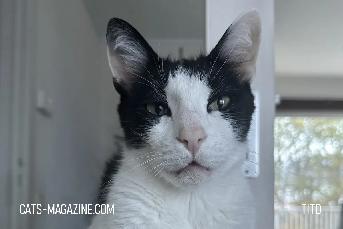 Tito the cat looking directly at the camera, confident and alert, showing a resilient and adaptable personality