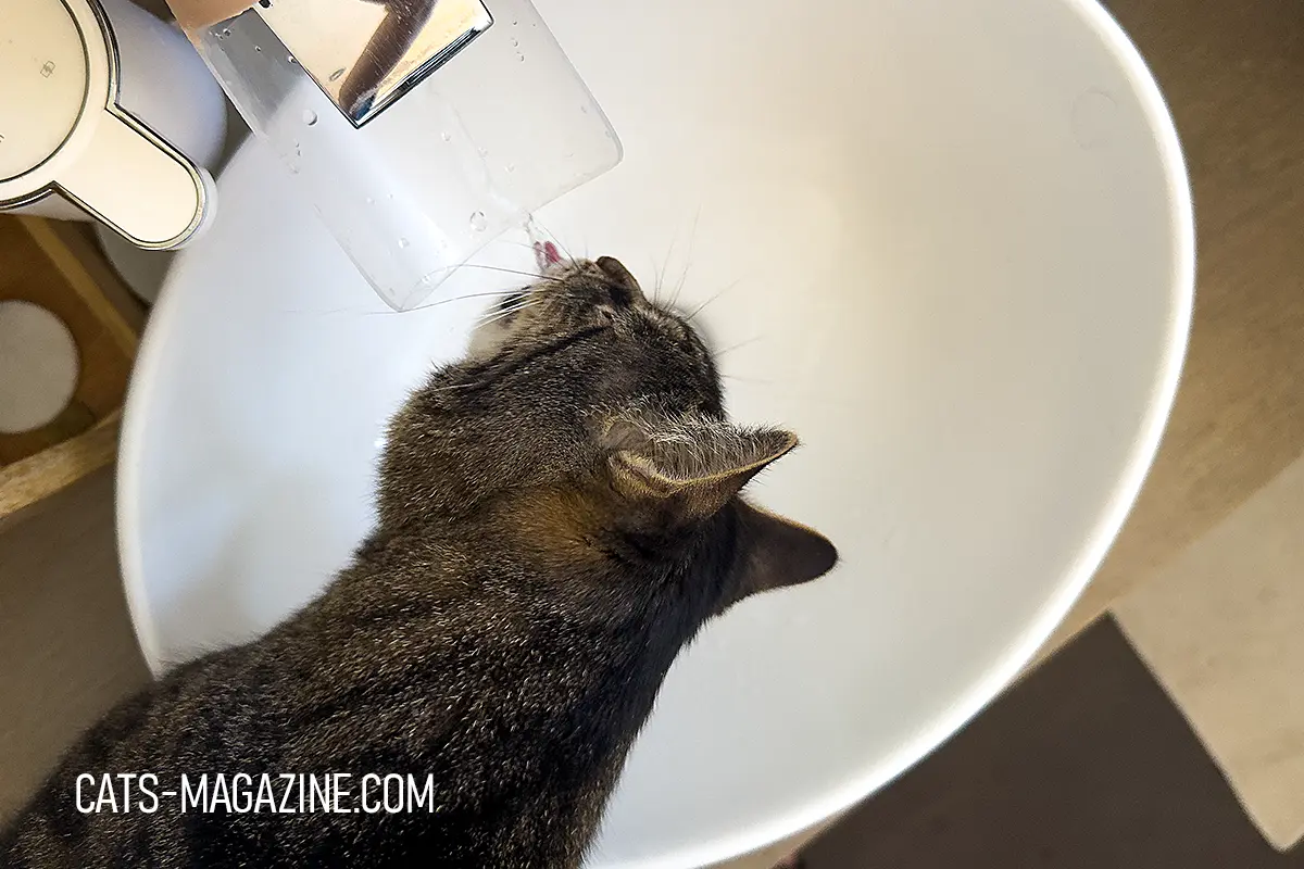 15 year old cat changes as elderly tabby carefully drinks from running tap