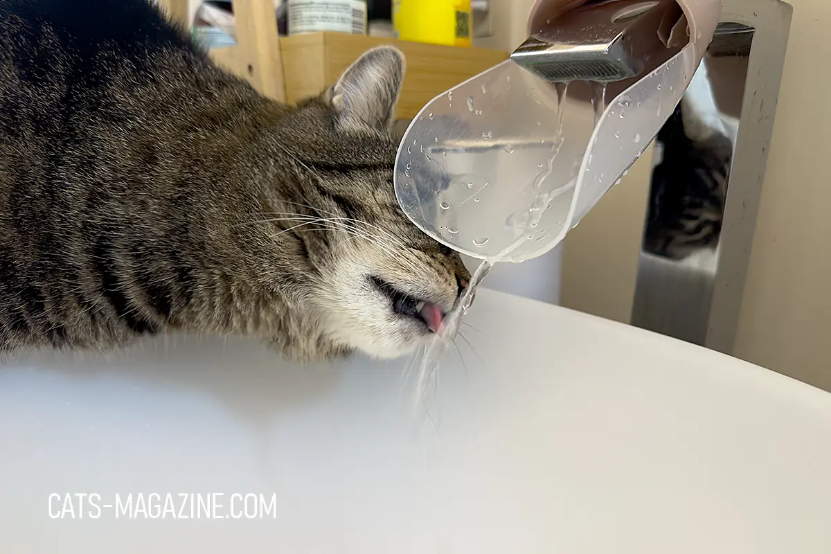 15 year old cat changes in mobility as senior cat sits on toilet waiting for help