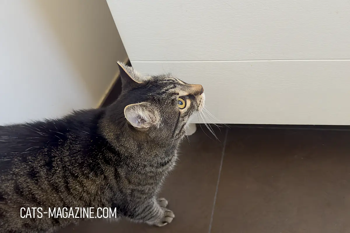 15 year old cat changes as senior tabby waits below bathroom sink instead of jumping