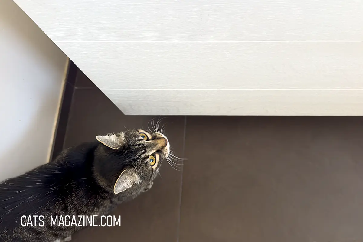 15 year old cat changes visible as senior cat looks up toward high cabinet