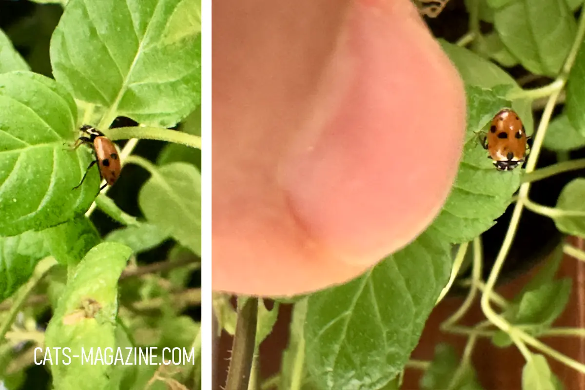 Tiny ladybug sitting on a green mint leaf on a kitchen windowsill