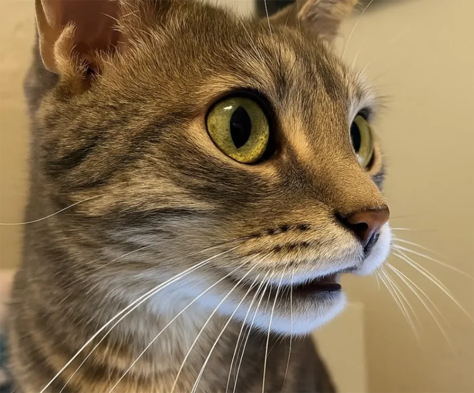 Close-up of a gray tabby cat’s face showing long white whiskers and wide, alert eyes