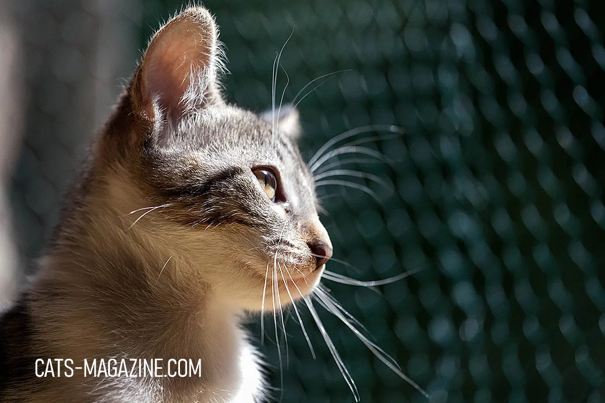 Side profile of a foster rescue cat using whiskers to assess distance and surroundings