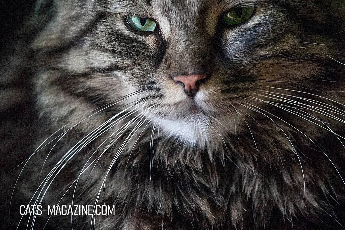 Close-up of a foster rescue cat showing long whiskers and focused eyes used for sensory awareness