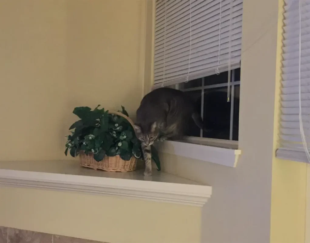 Gray tabby cat carefully stepping down from a window onto an indoor ledge at night