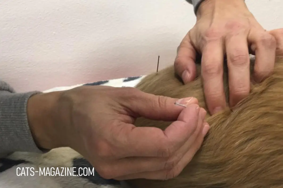 veterinarian inserting acupuncture needle in cat during holistic treatment