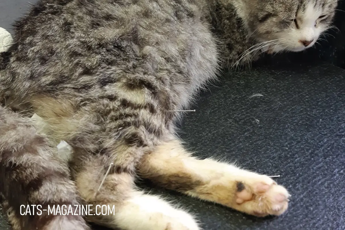 cat relaxing during veterinary acupuncture therapy