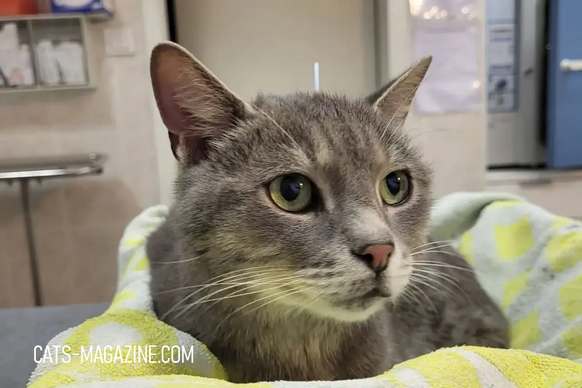 cat resting calmly after acupuncture treatment