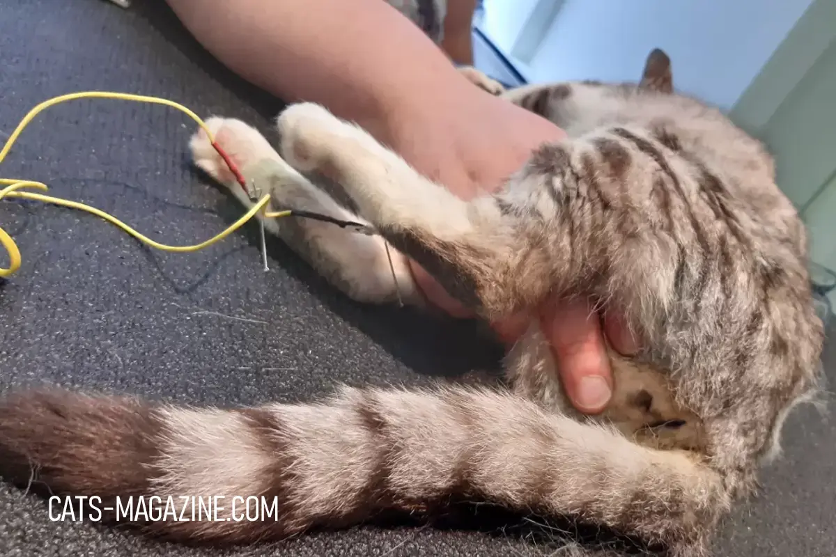 cat acupuncture treatment with electroacupuncture stimulation at veterinary clinic
