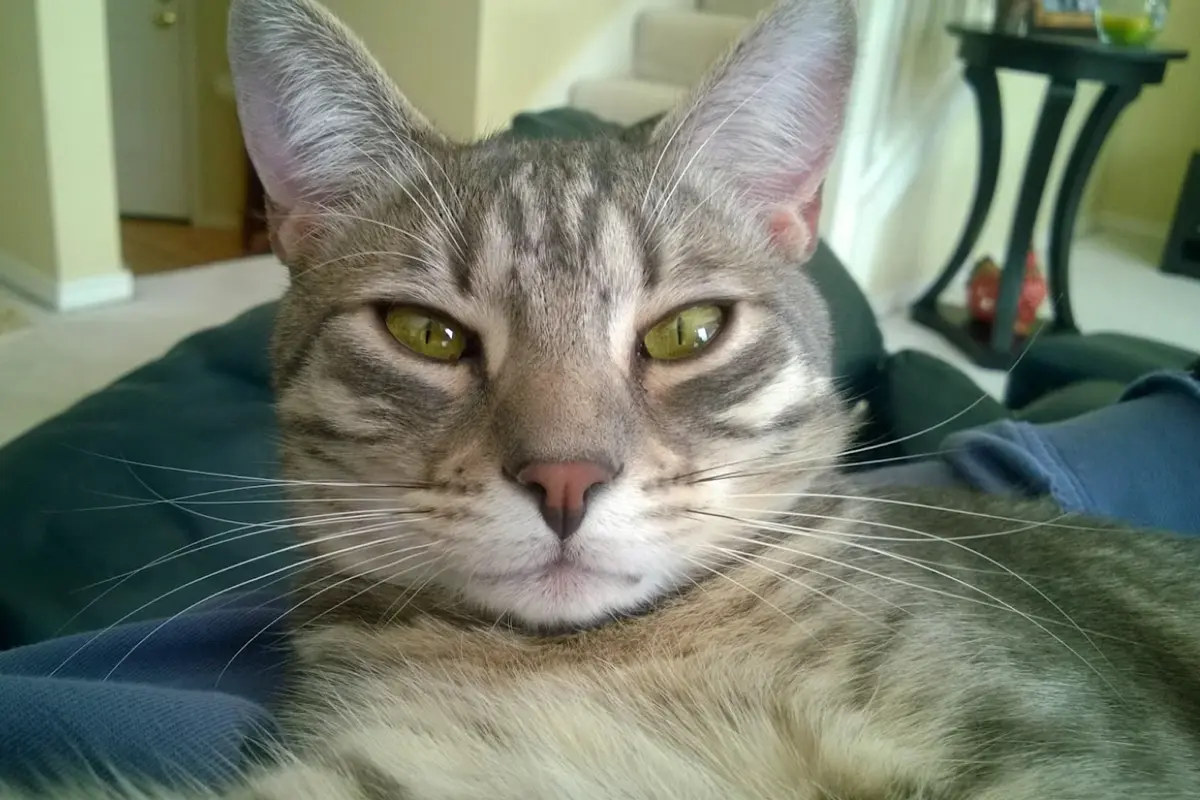 grey tabby cat staring calmly with green eyes resting indoors