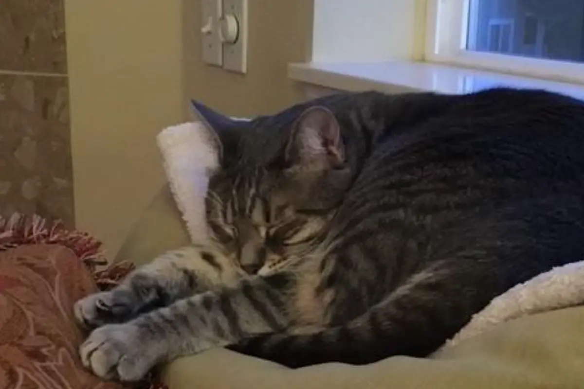 grey tabby cat sleeping curled up on a soft chair near a window