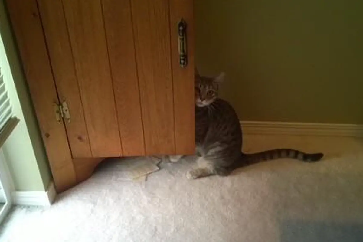 grey tabby cat peeking from behind a wooden cabinet indoors