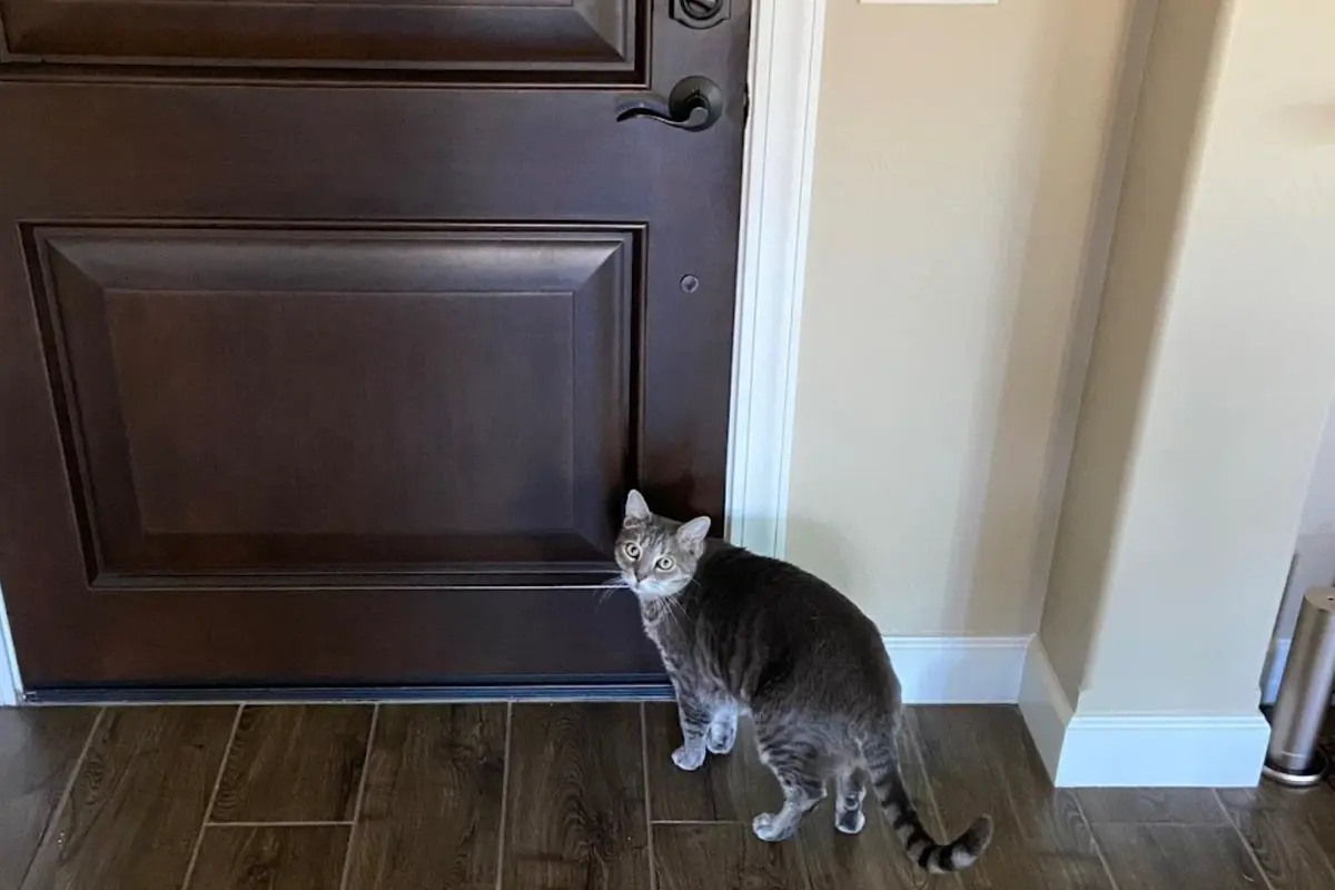 grey tabby cat standing by a closed door looking back indoors