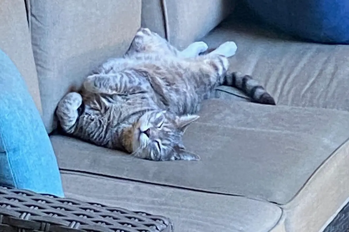 grey tabby cat lying upside down relaxed on a couch
