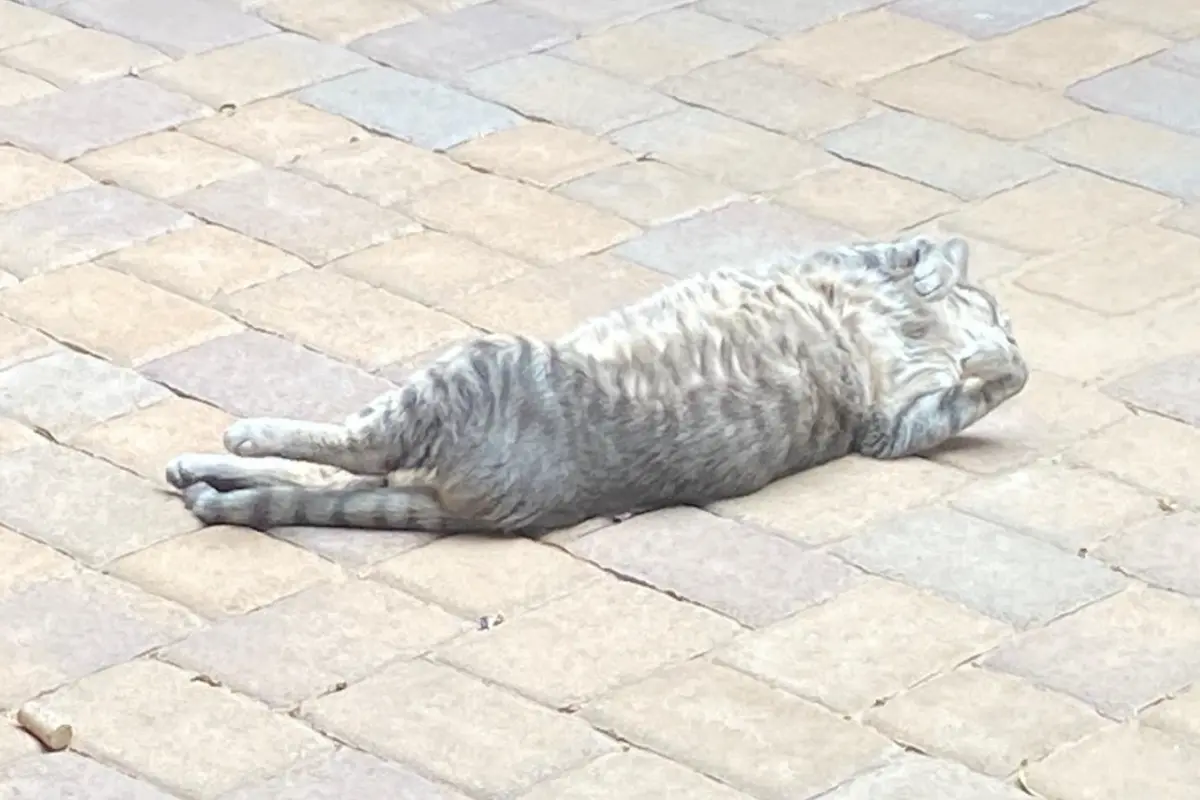 grey tabby cat lying stretched out on warm outdoor pavement in the sun