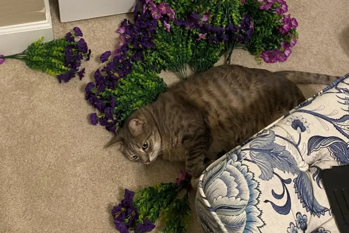 Frankie the cat lying among knocked-over flowers — the simplest explanation is the cat