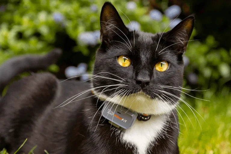 Black and white cat wearing a Pawfit Lite GPS tracker collar outdoors in spring garden