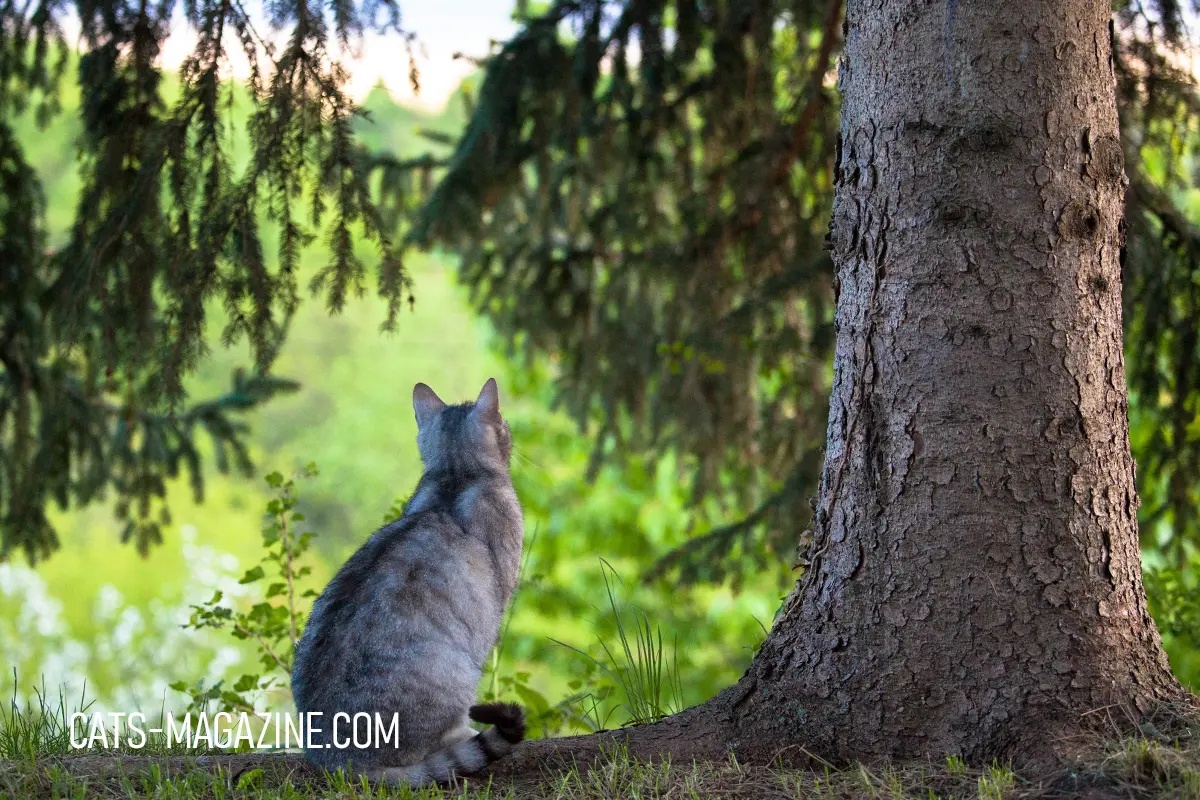 cat sitting under tree watching nature spring peaceful outdoor cat moment