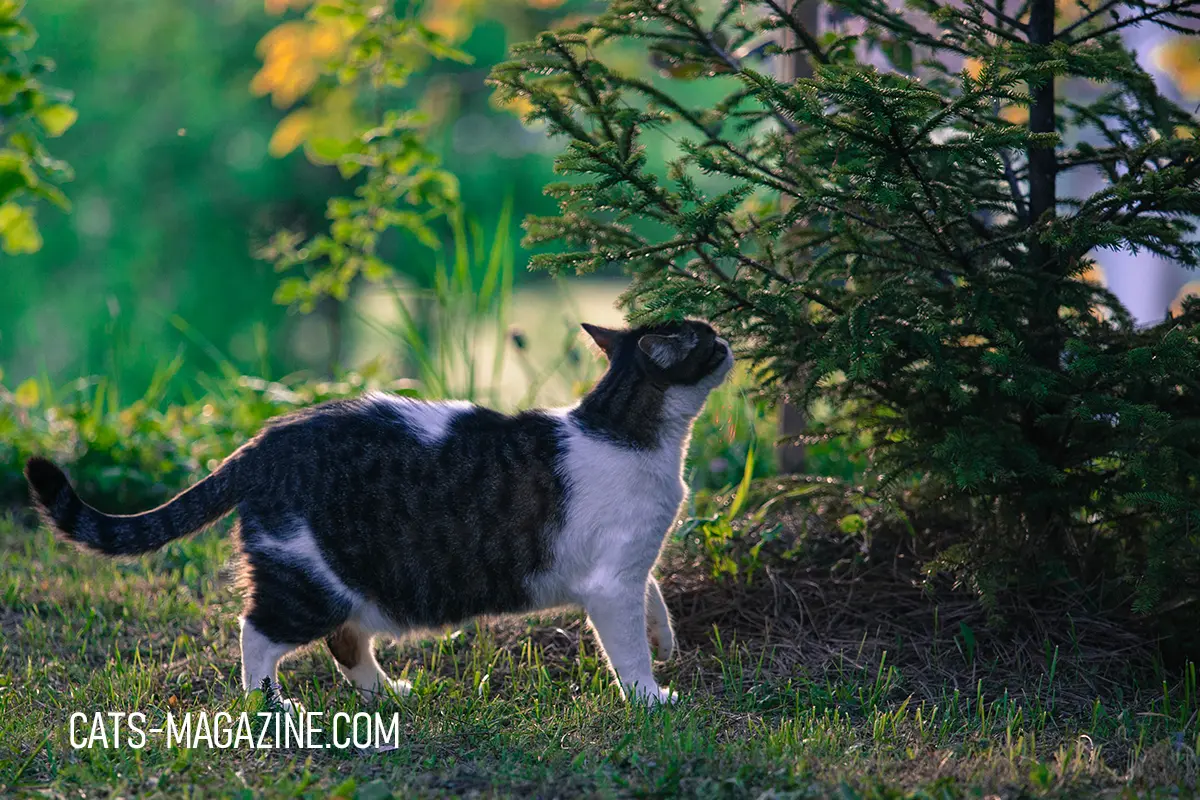 cat exploring tree in spring garden natural light outdoor curious cat behavior